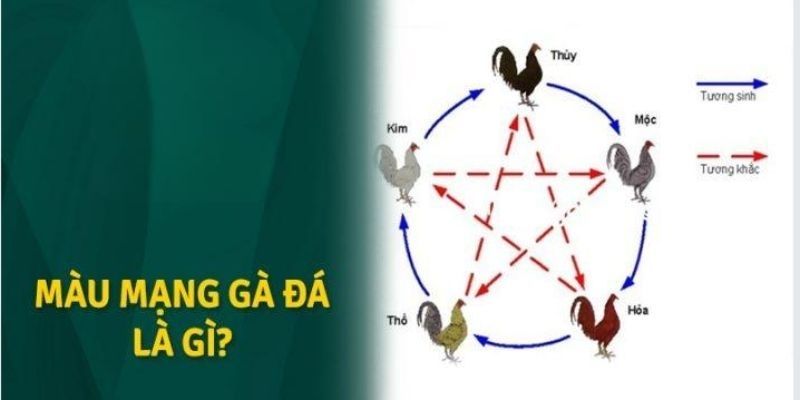Màu Mạng Gà Đá - Cách Xem Cực Chuẩn Bởi Chuyên Gia 78WIN 2 Khái niệm về màu mạng gà đá