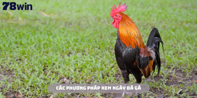Tham khảo các phương pháp xem ngày đá gà phổ biến hiện nay